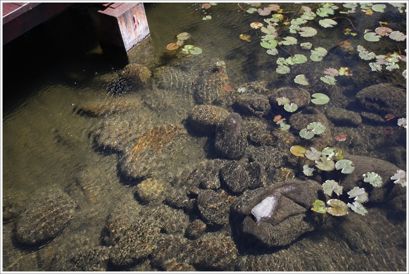 關山親水公園 (1).JPG 關山親水公園 (1).JPG