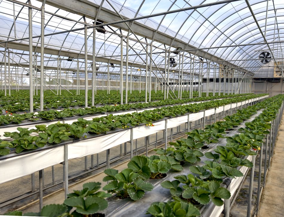 牛媽媽有機農場