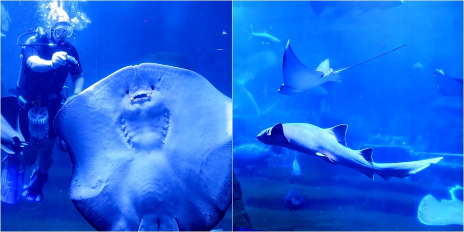 遠雄海洋公園海洋夜未眠