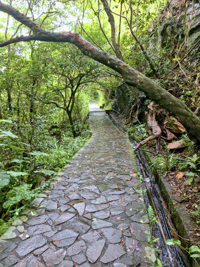 猴洞坑步道綠意盎然的天然綠色隧道石板路