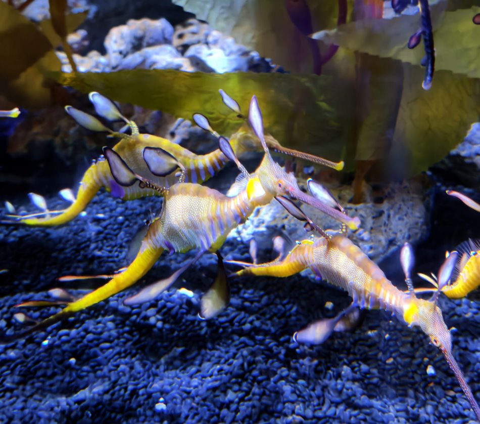 暹羅海洋世界珍稀海洋生物草海龍Weedy Seadragon優雅特寫