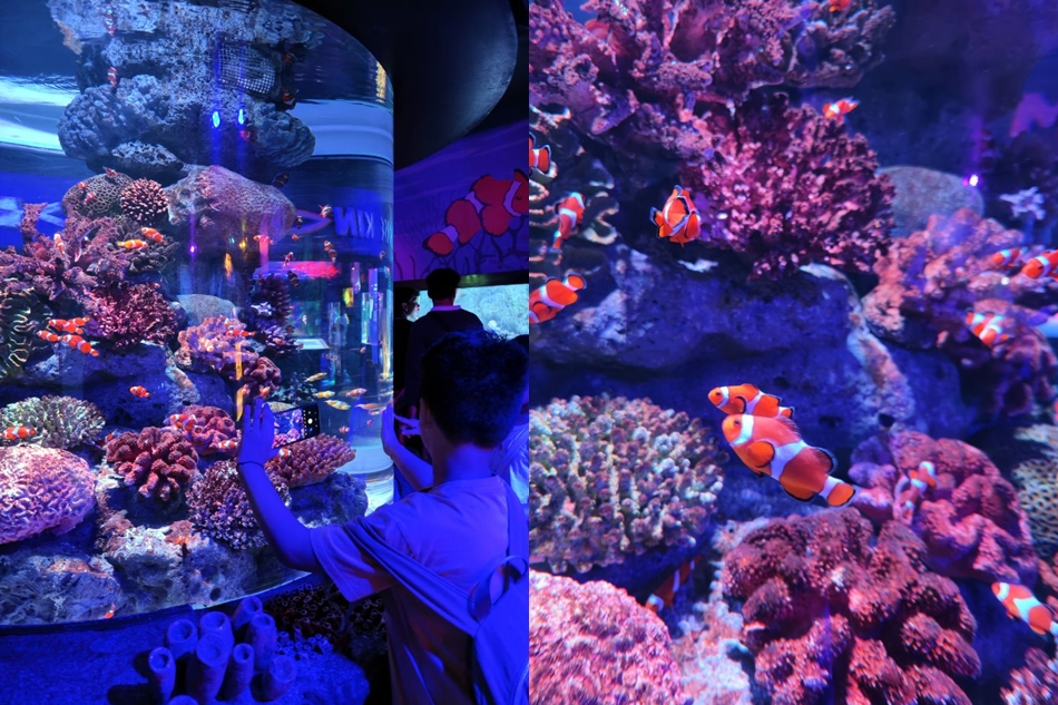圓柱水族箱中的超人氣小丑魚尼莫與海葵共生生態特寫