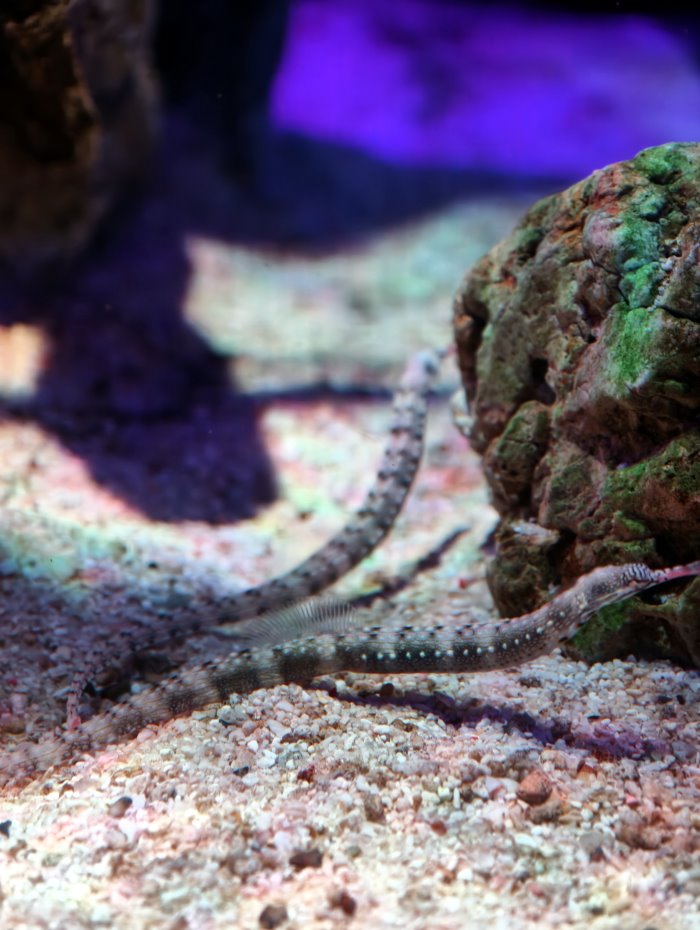 偽裝高手海龍科管口魚擬真隱身在細砂與礁石間的特寫