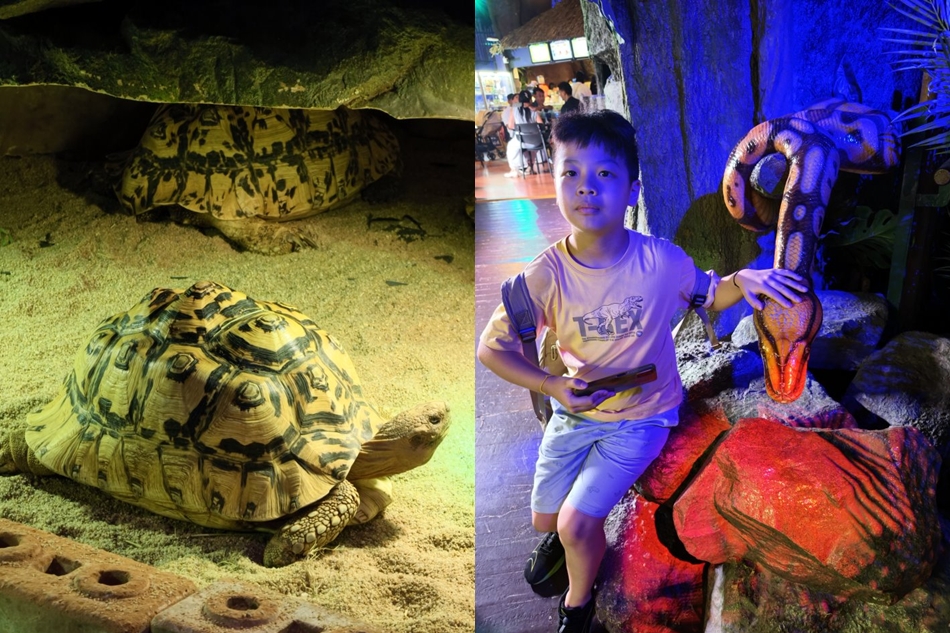 小朋友與展示區巨型擬真蟒蛇造景合照及一旁漫步的陸龜