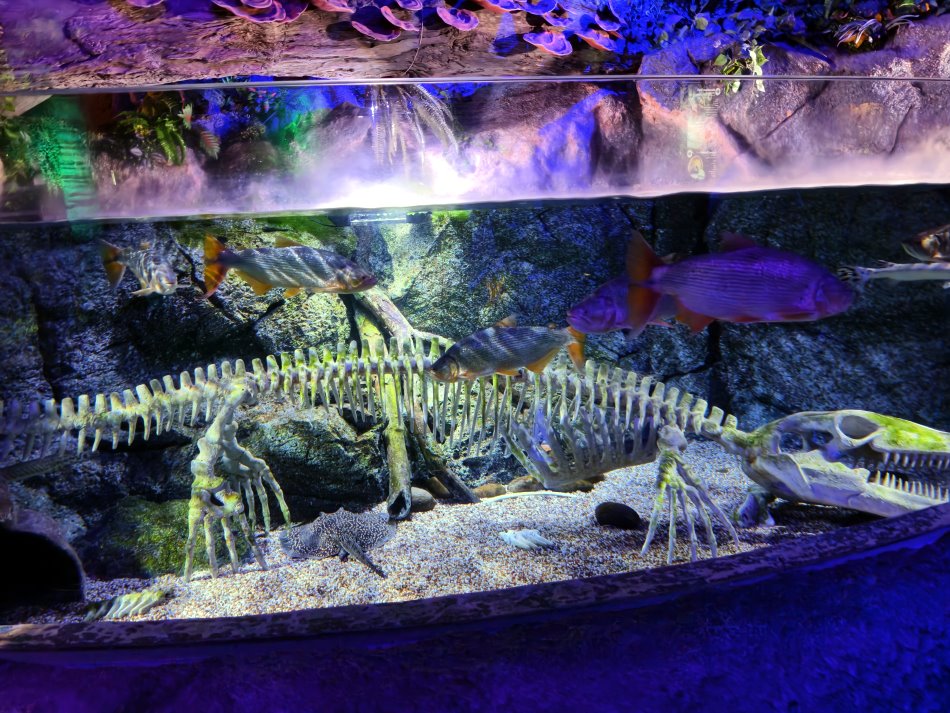 沉浸式熱帶淡水魚缸底部陳列史前巨獸擬真骨骼化石造景
