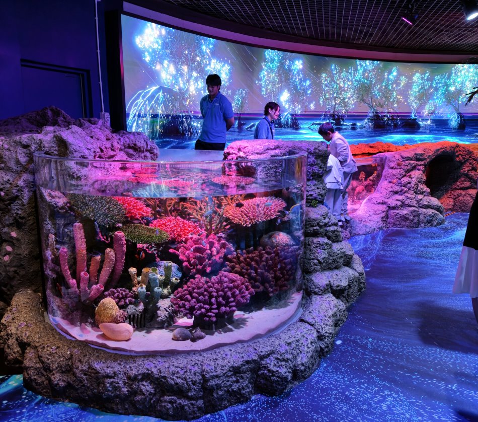 半圓形開頂珊瑚礁水族缸展示鮮豔繽紛的活珊瑚群