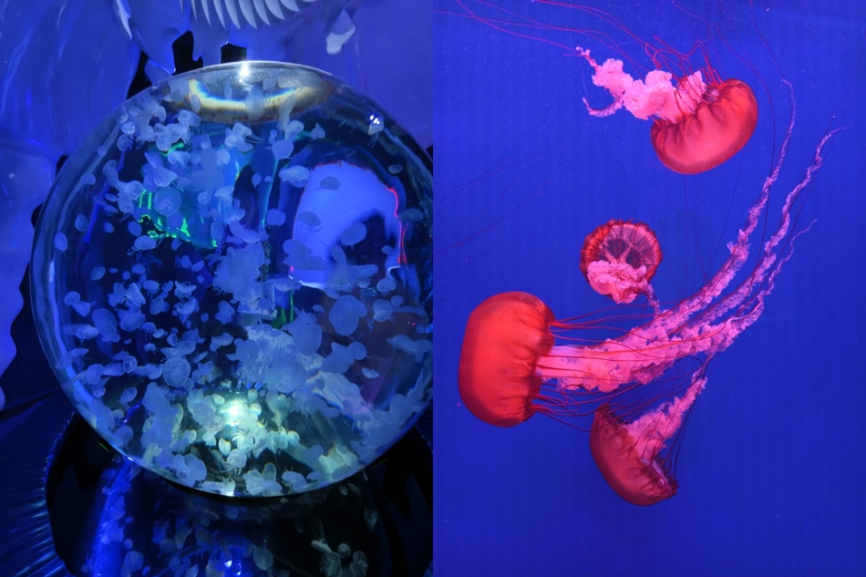 夢幻的水母展示區球型水族箱與洋紅色飄逸水母特寫