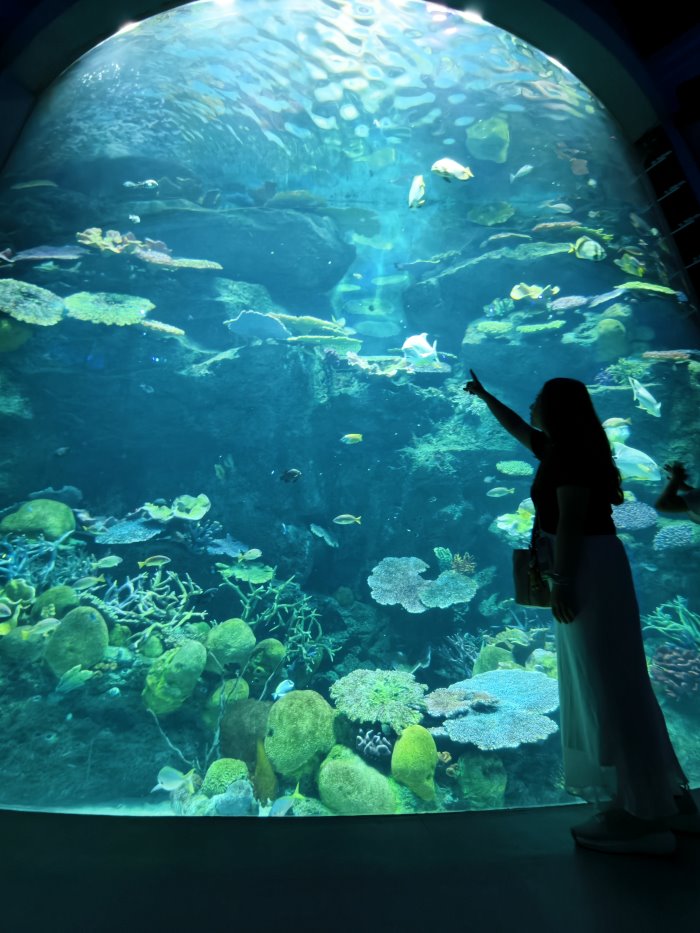 遊客站在高聳的挑高垂直珊瑚礁水族巨缸前仰望魚群的唯美剪影