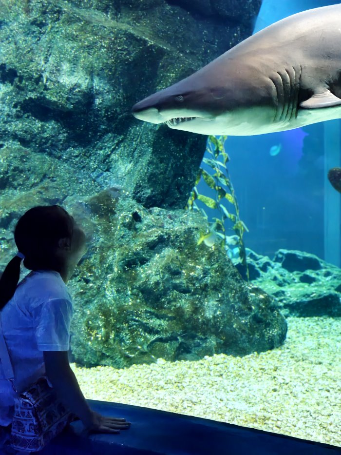 孩童貼近水族箱玻璃抬頭與鯊魚巨口利牙震撼同框