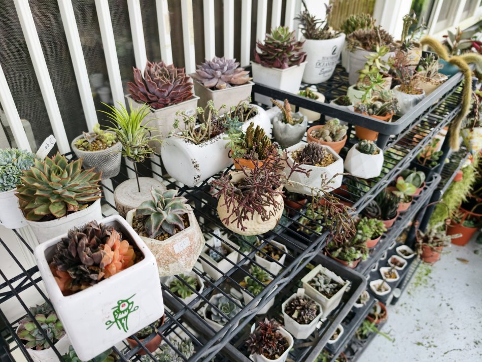 131多肉花園餐廳培育的多肉植物與造型仙人掌特寫