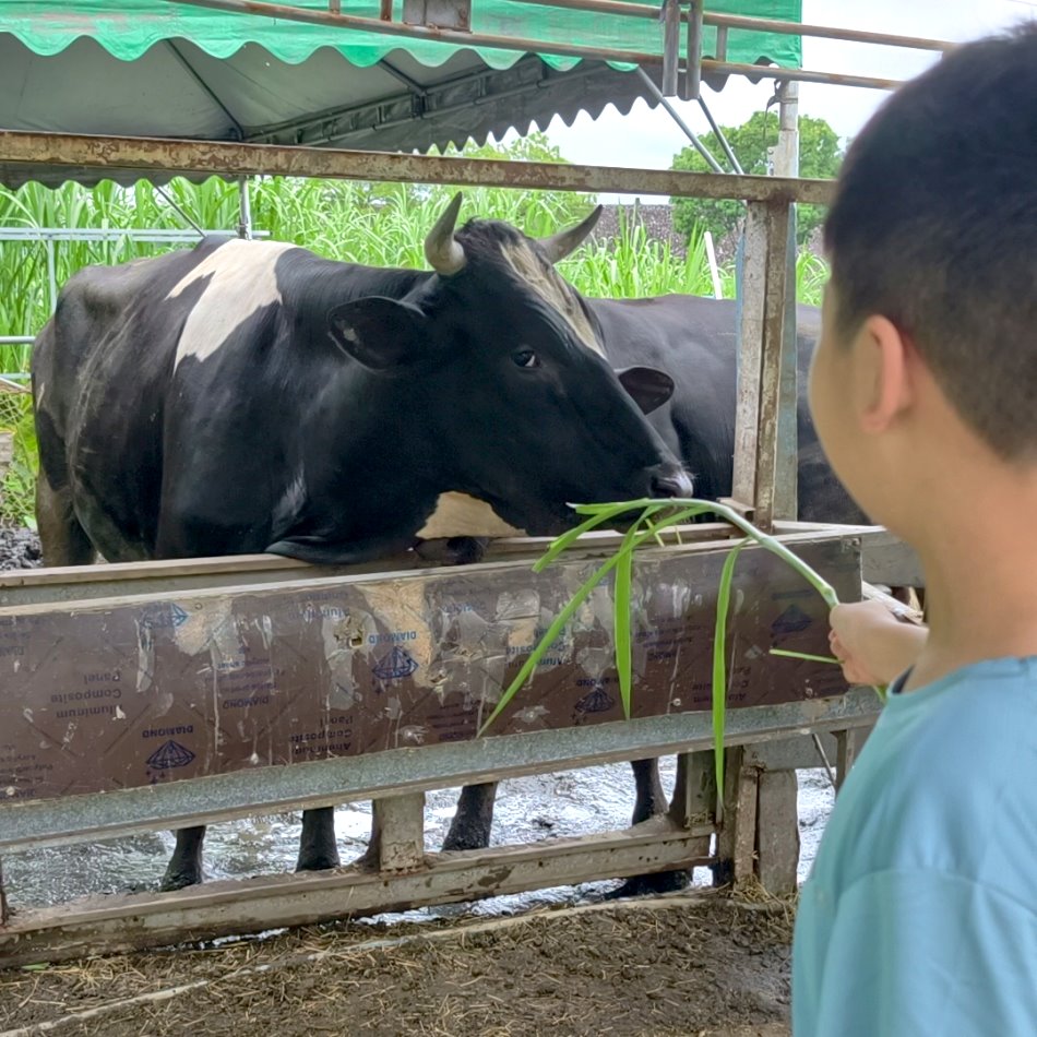 黑白乳牛伸長舌頭捲食新鮮牧草