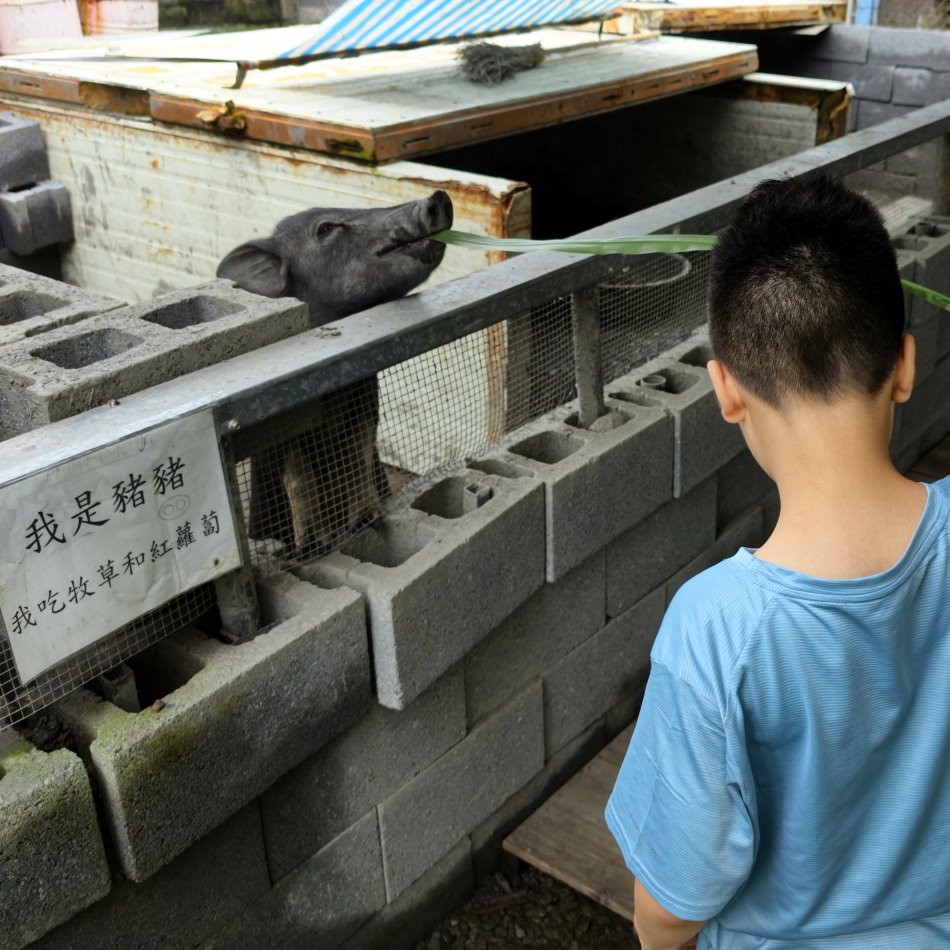 黑毛迷你豬探頭吃牧草與身分介紹牌