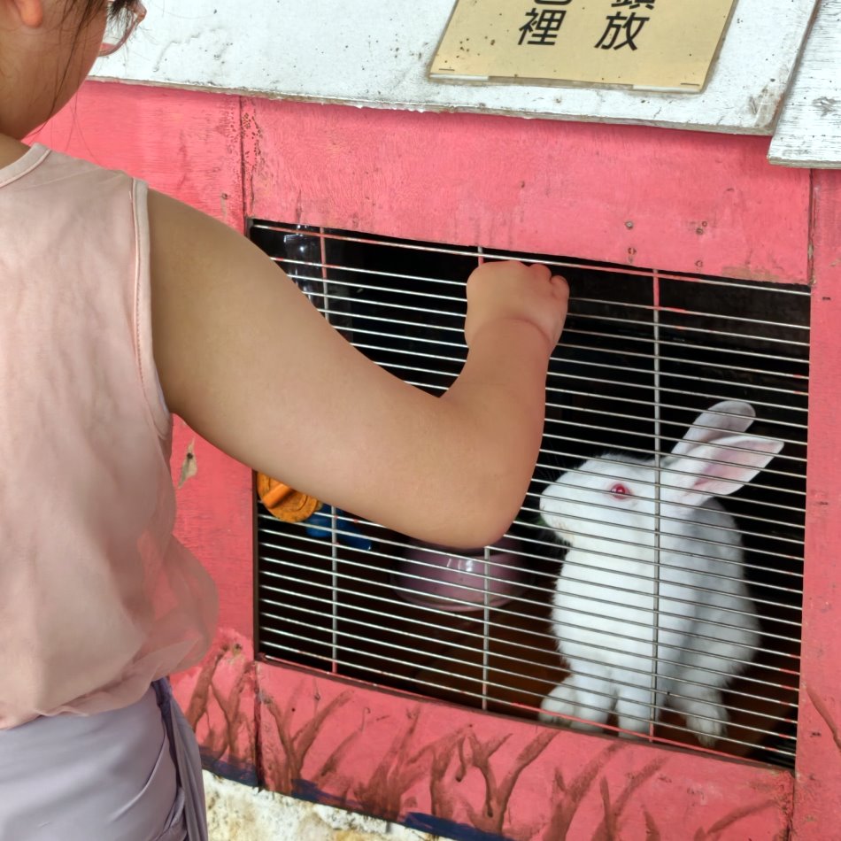 小白兔隔著鐵網等待餵食胡蘿蔔
