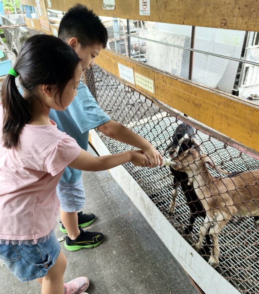 小朋友合力拿奶瓶餵小羊喝奶