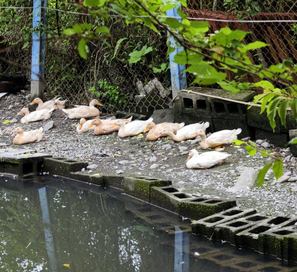 水池畔排排坐休息的白鴨群