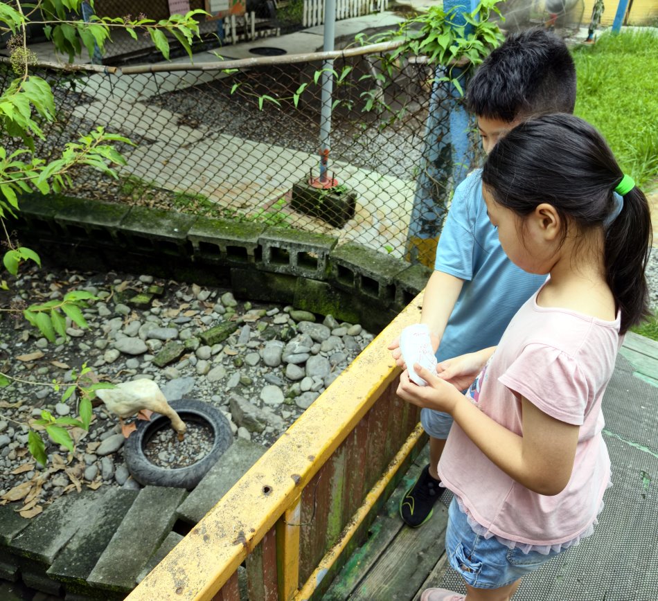 小朋友在水池畔撒飼料餵鴨子